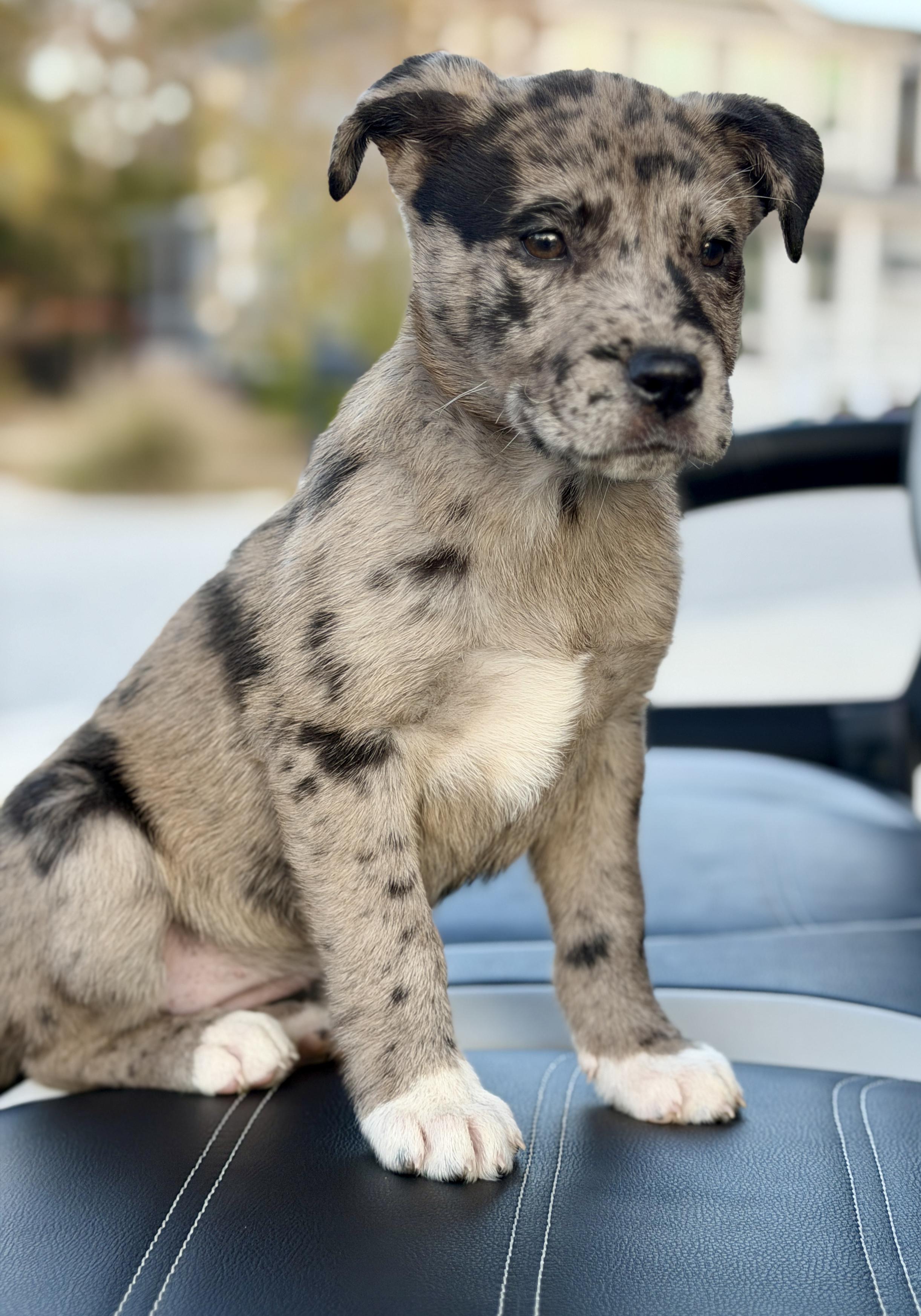 Enlarge Holly, an adopted mixed breed in Mt Pleasant, SC image 2/6