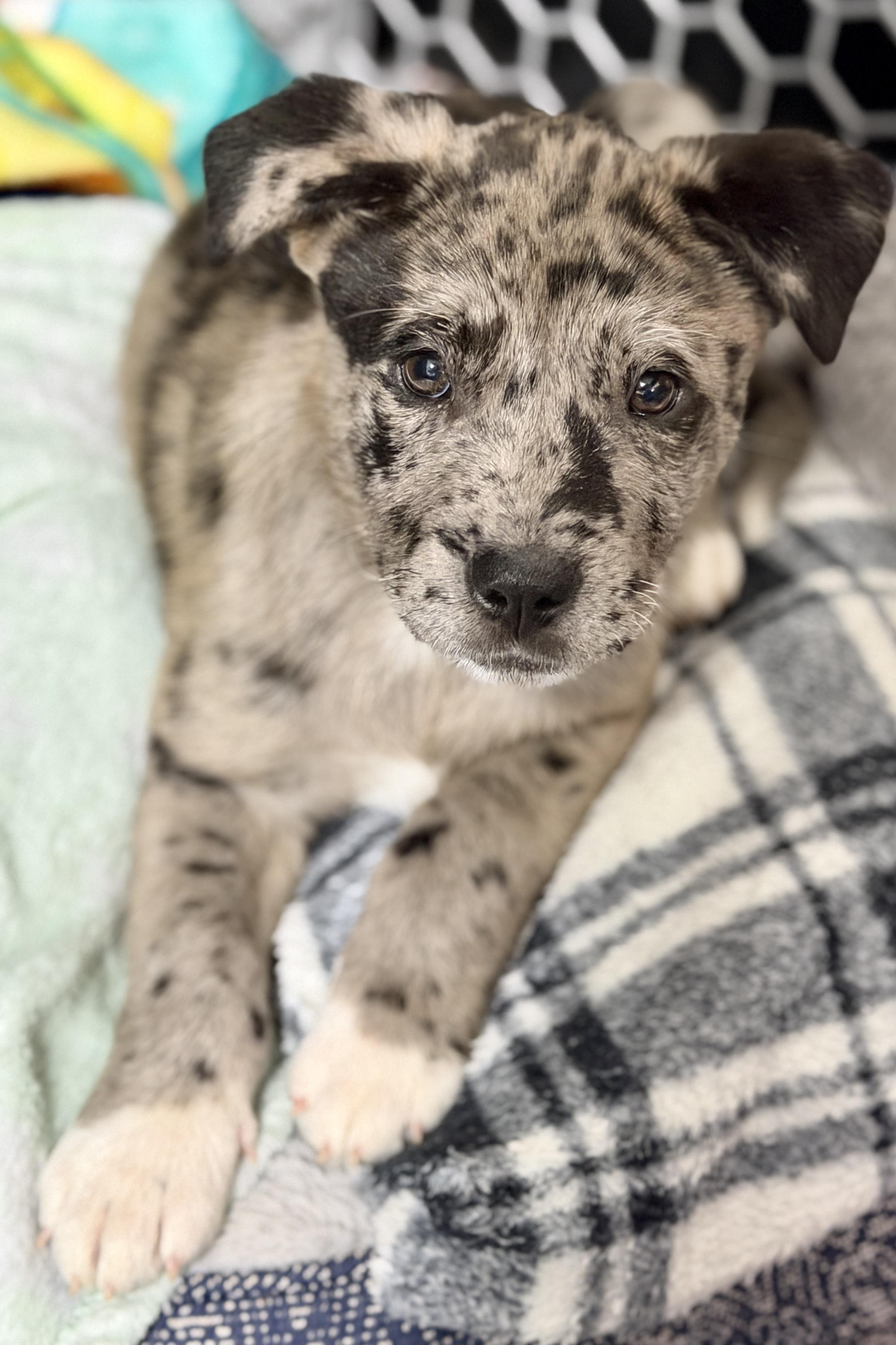 Enlarge Holly, an adopted mixed breed in Mt Pleasant, SC image 5/6