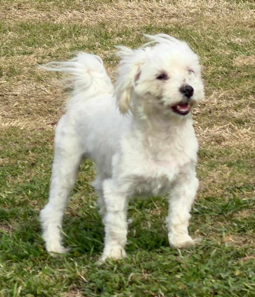 Cyrus, Adopted, Adult Male Maltese.