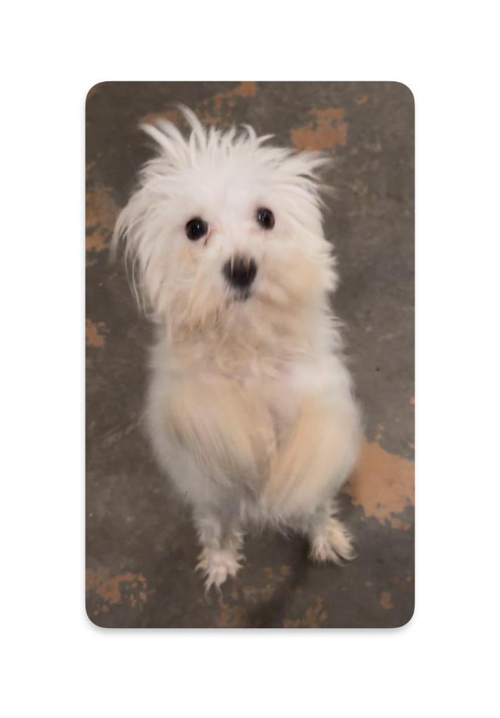 Enlarge Cyrus, a Adopted Maltese in Farmersville, TX image 2/2