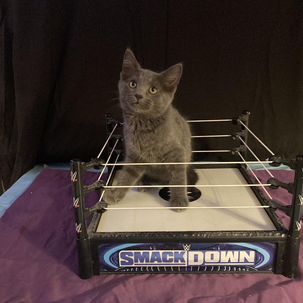 Enlarge Bleu, a Adoptable Domestic Short Hair in Irwin, PA image 1/4