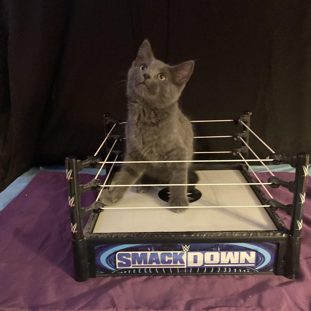 Enlarge Bleu, a Adoptable Domestic Short Hair in Irwin, PA image 2/4