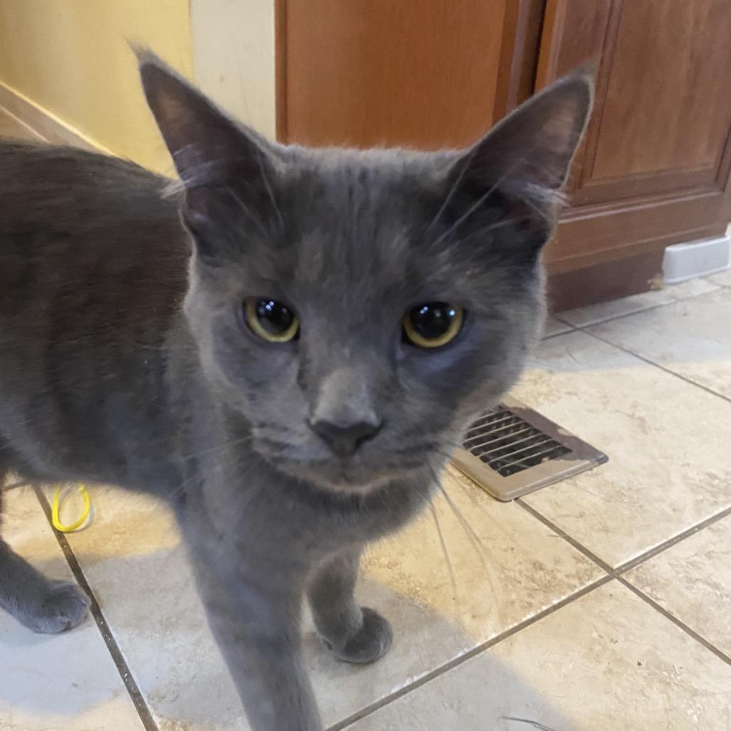 Enlarge Bleu, a Adoptable Domestic Short Hair in Irwin, PA image 3/4