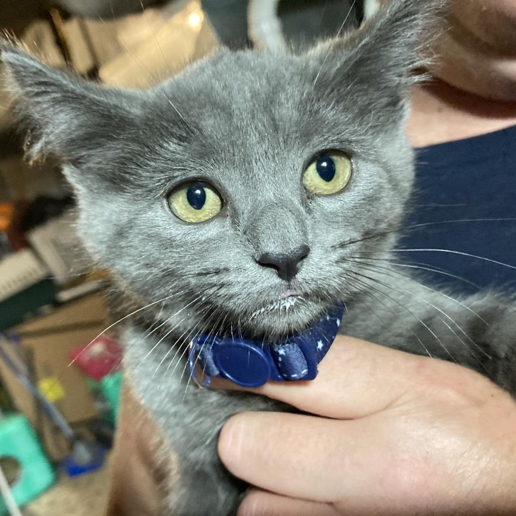 Enlarge Bleu, a Adoptable Domestic Short Hair in Irwin, PA image 4/4