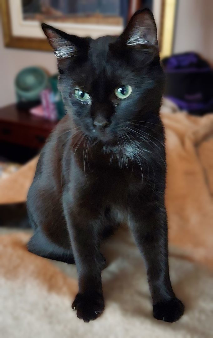 Enlarge Archer , a Adoptable American Shorthair in RIVERSIDE, CA image 1/2