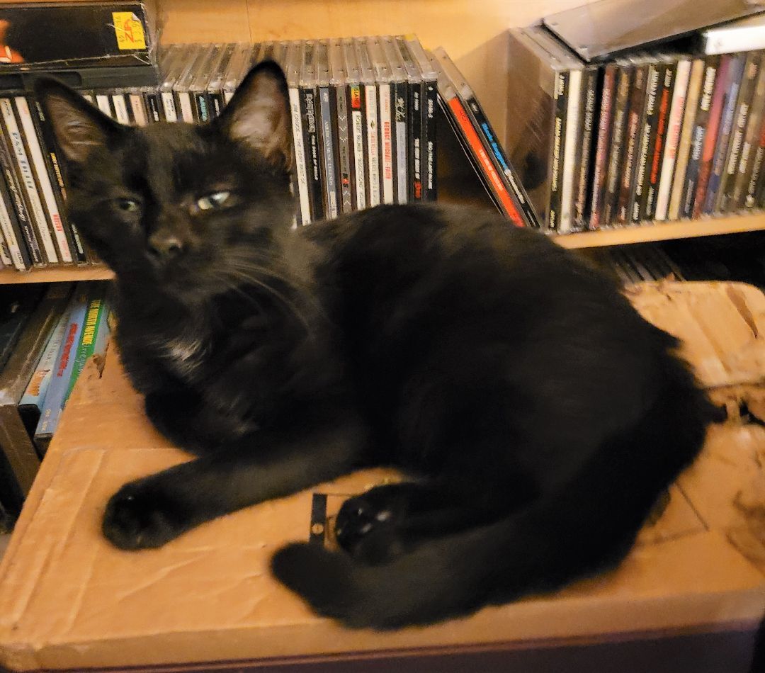 Enlarge Archer , a Adoptable American Shorthair in RIVERSIDE, CA image 2/2