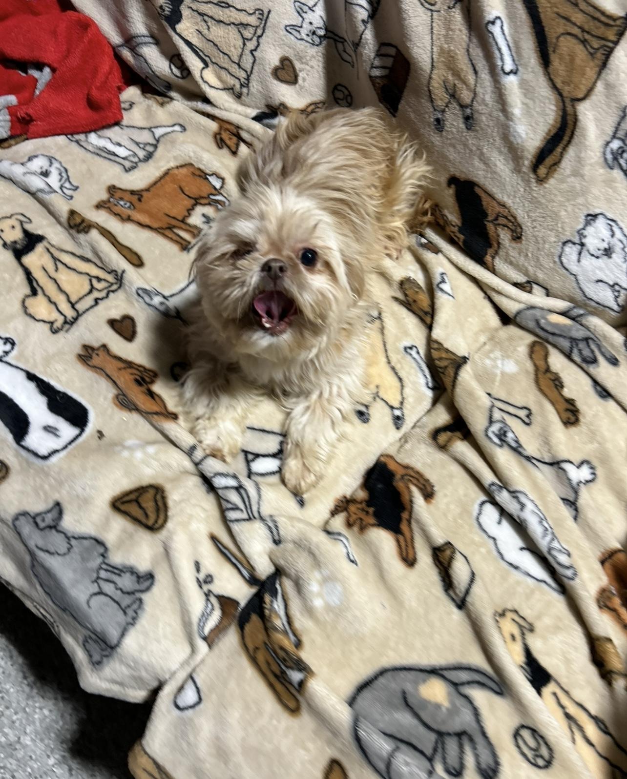 Cora , a Adoptable Shih Tzu in Maumee , OH image 2/3
