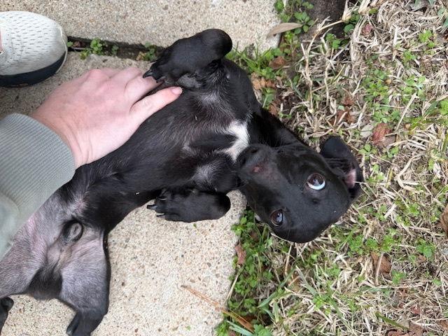 Adonis Creed, Adoptable, Puppy Male Dachshund.