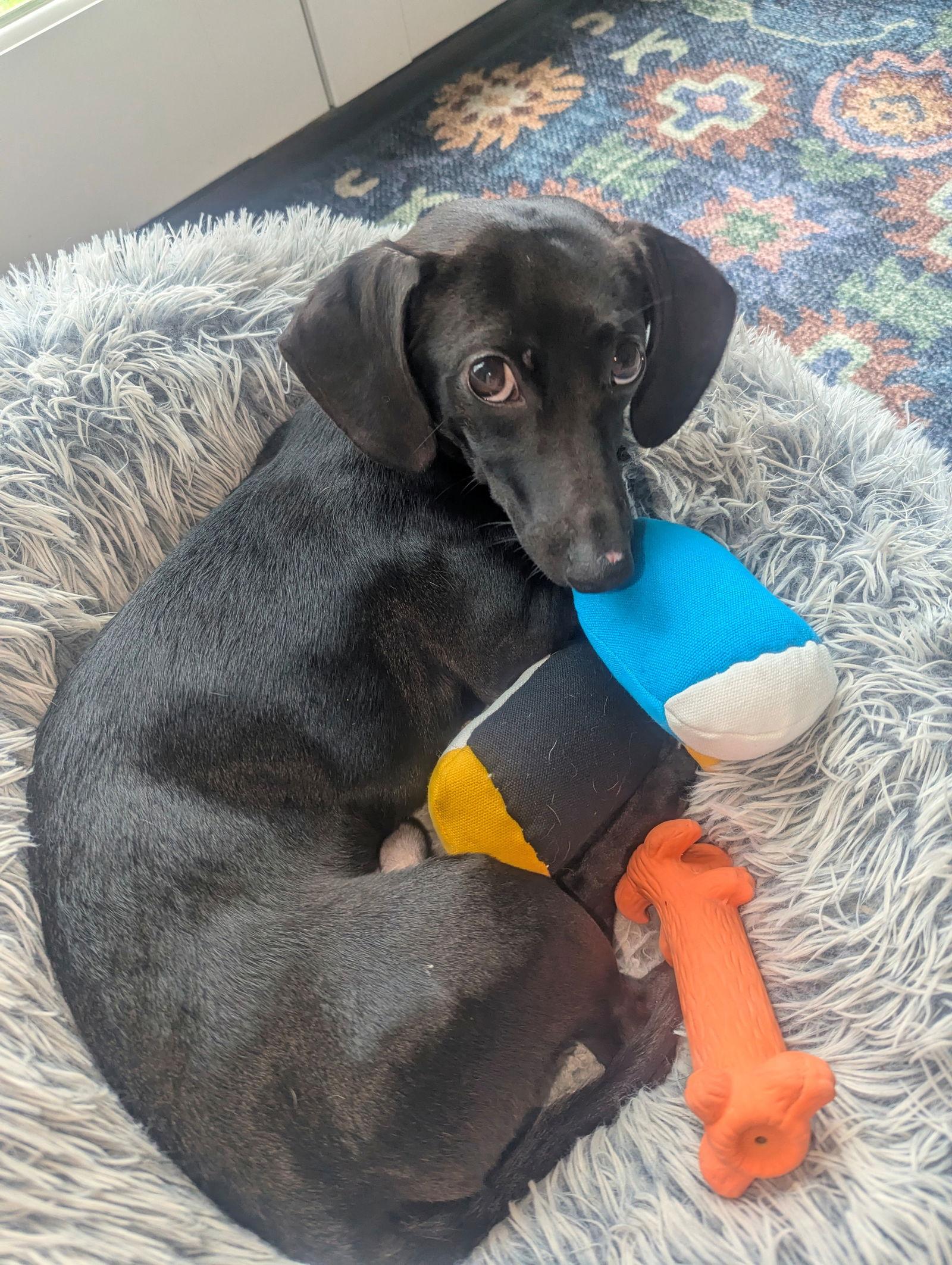 Adonis Creed — thumbnail 2