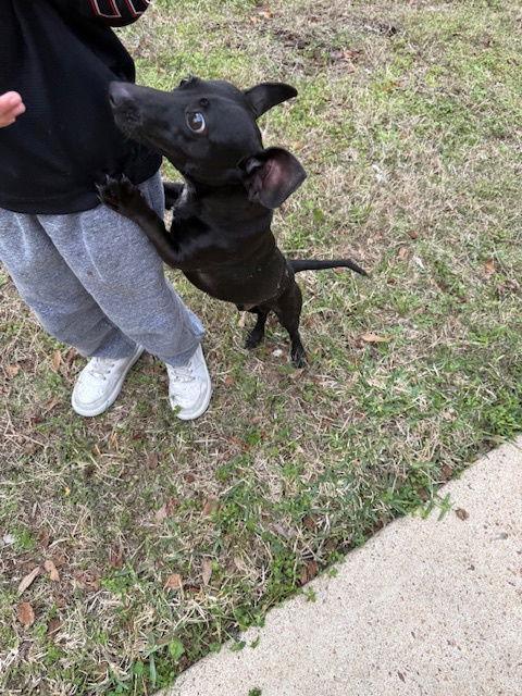 Adonis Creed, a Adoptable Dachshund in Austin, TX image 2/2