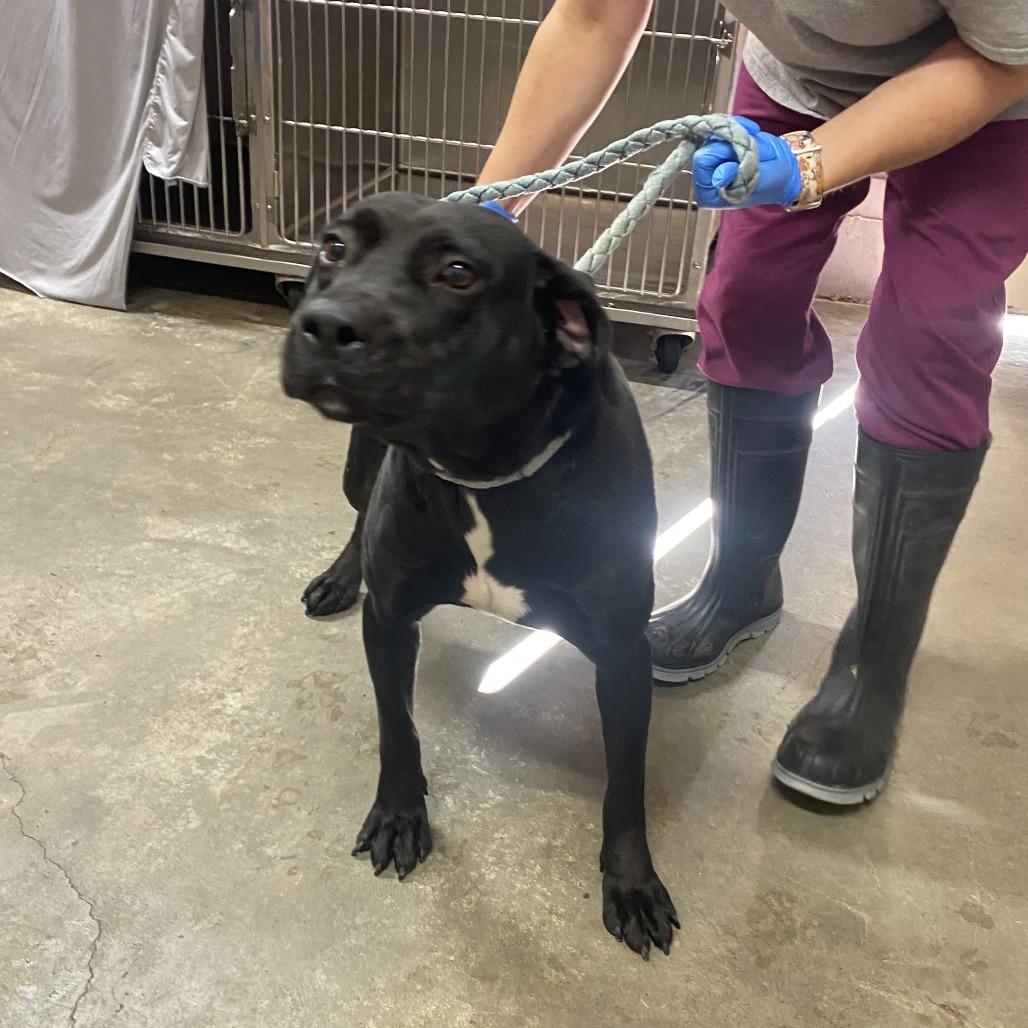 Elijah, Adoptable, Adult Male Black Labrador Retriever.