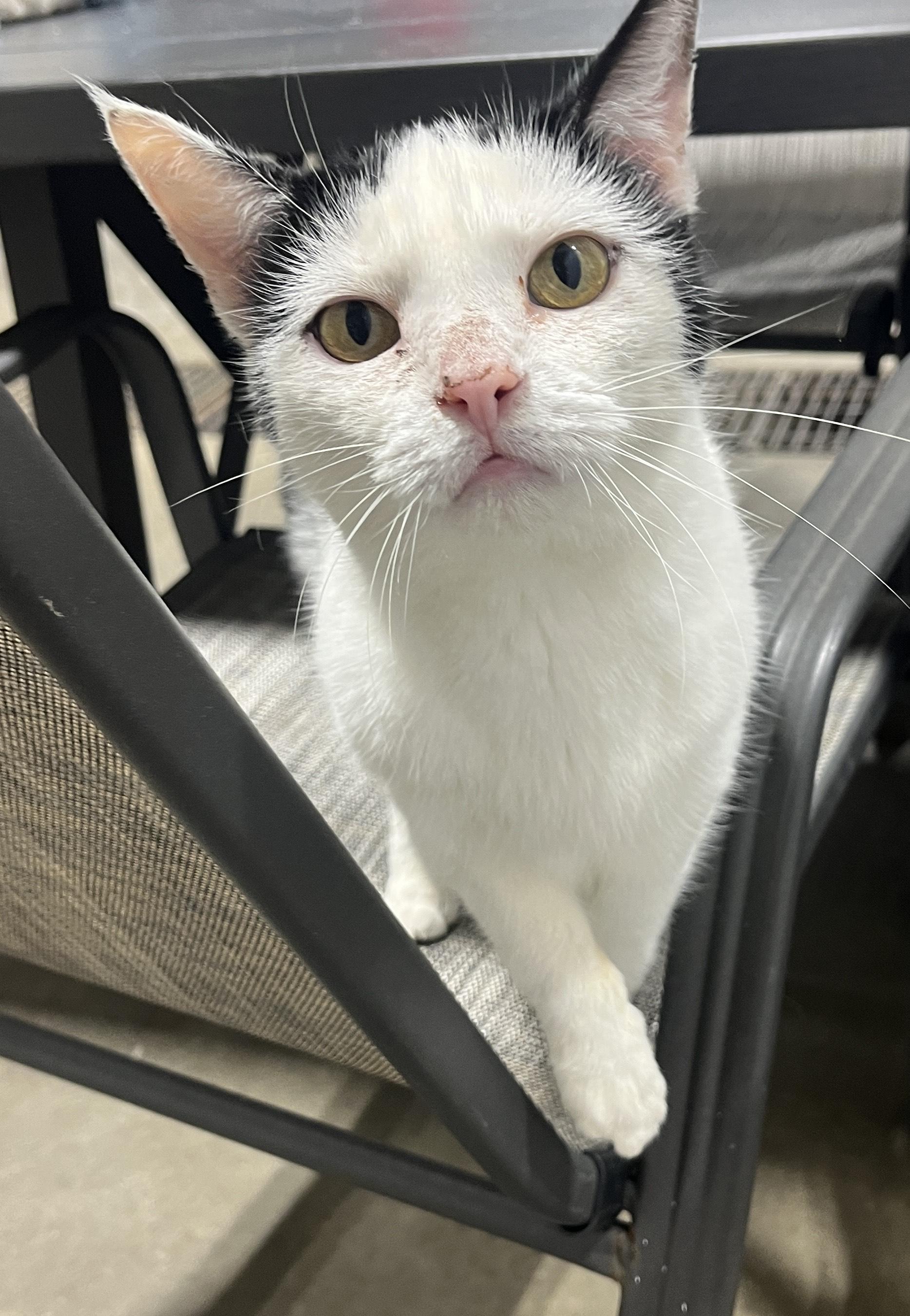 Trigger, ADOPTABLE, Adult Female Domestic Short Hair.