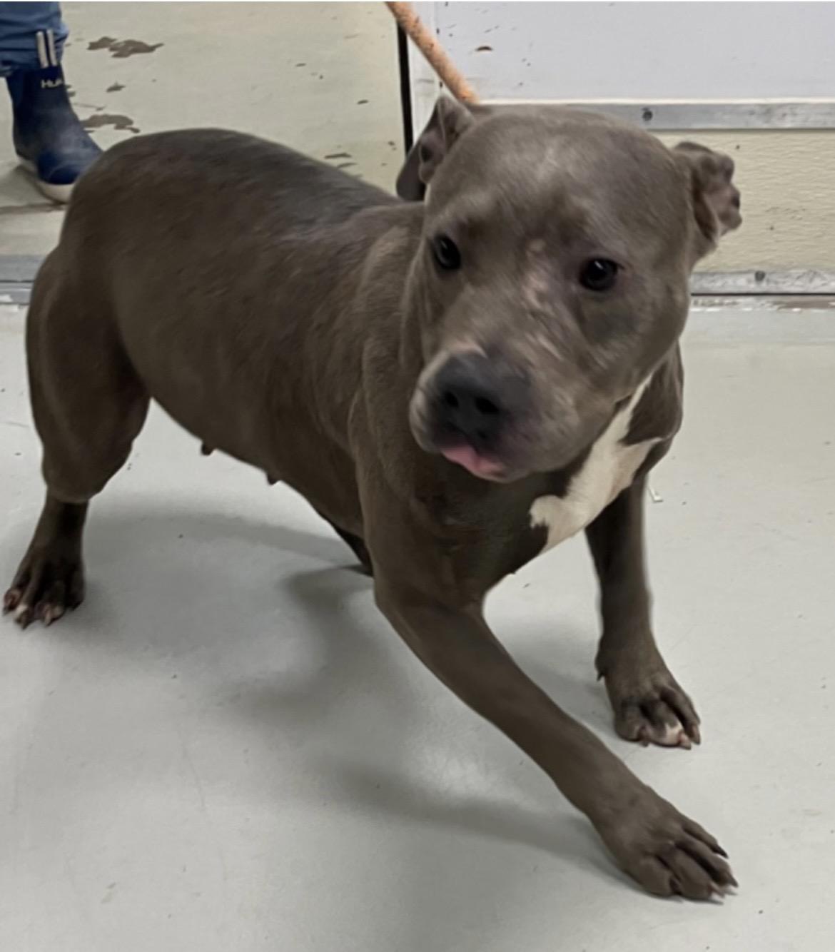 Camile, Adoptable, Young Female Pit Bull Terrier & Staffordshire Bull Terrier.