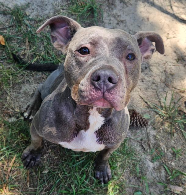 Camile, a Adoptable mixed breed in Heathsville, VA image 3/5