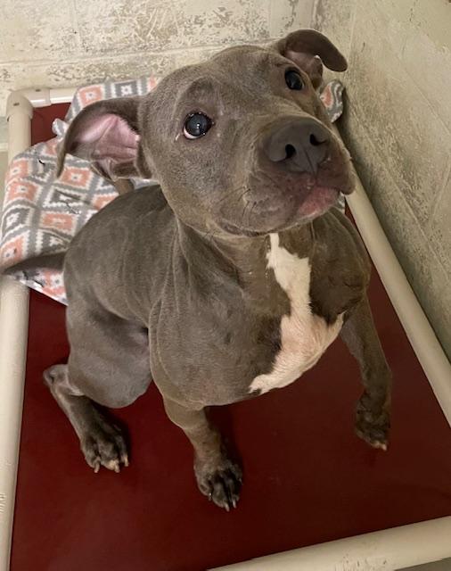 Camile, a Adoptable mixed breed in Heathsville, VA image 4/5