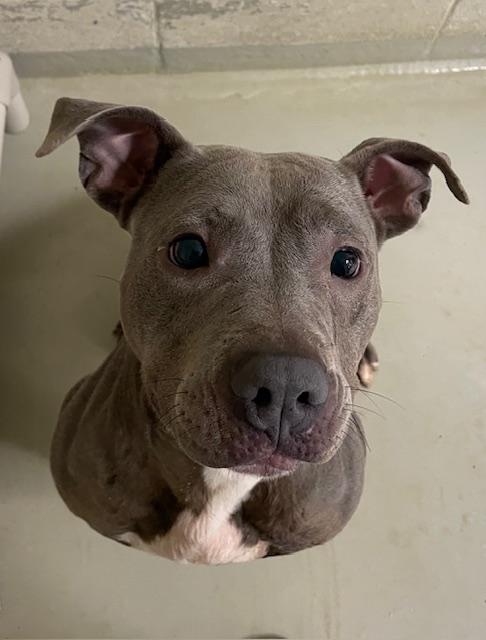 Camile, a Adoptable mixed breed in Heathsville, VA image 5/5