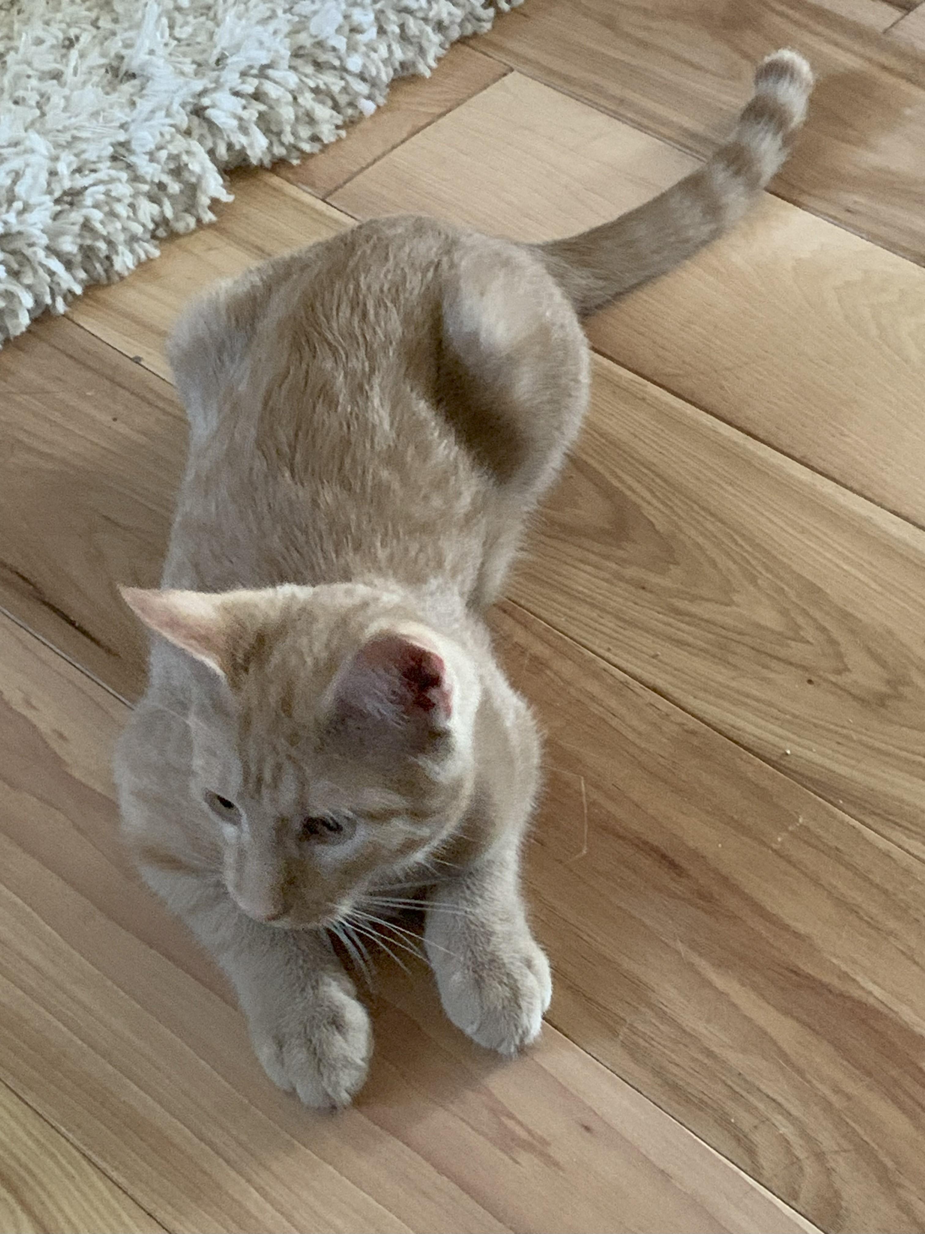 Peaches “The Boy with 2 Back Toes”, Adoptable, Young Male Domestic Short Hair.