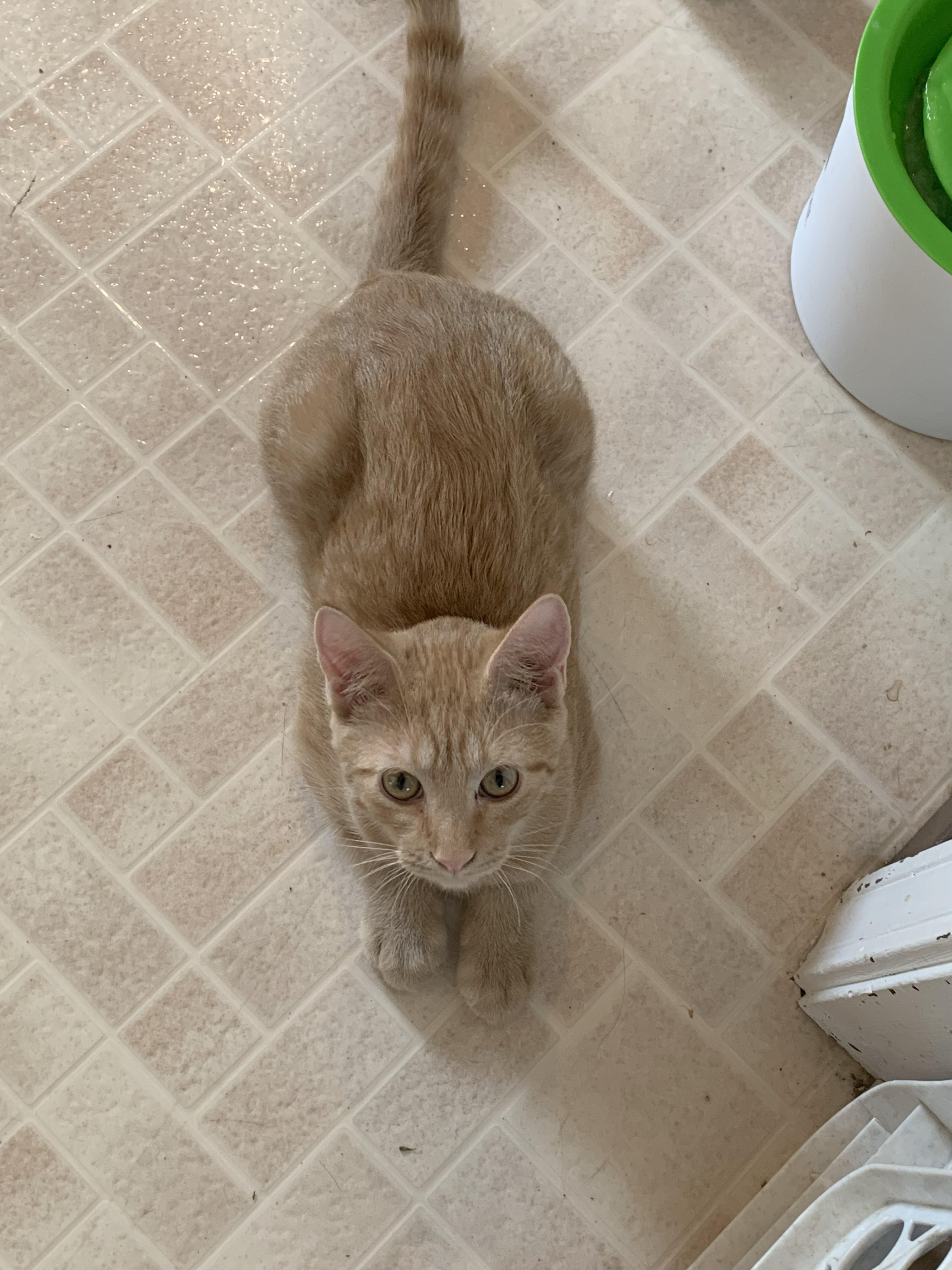 Peaches  “The Boy with 2 Back Toes”