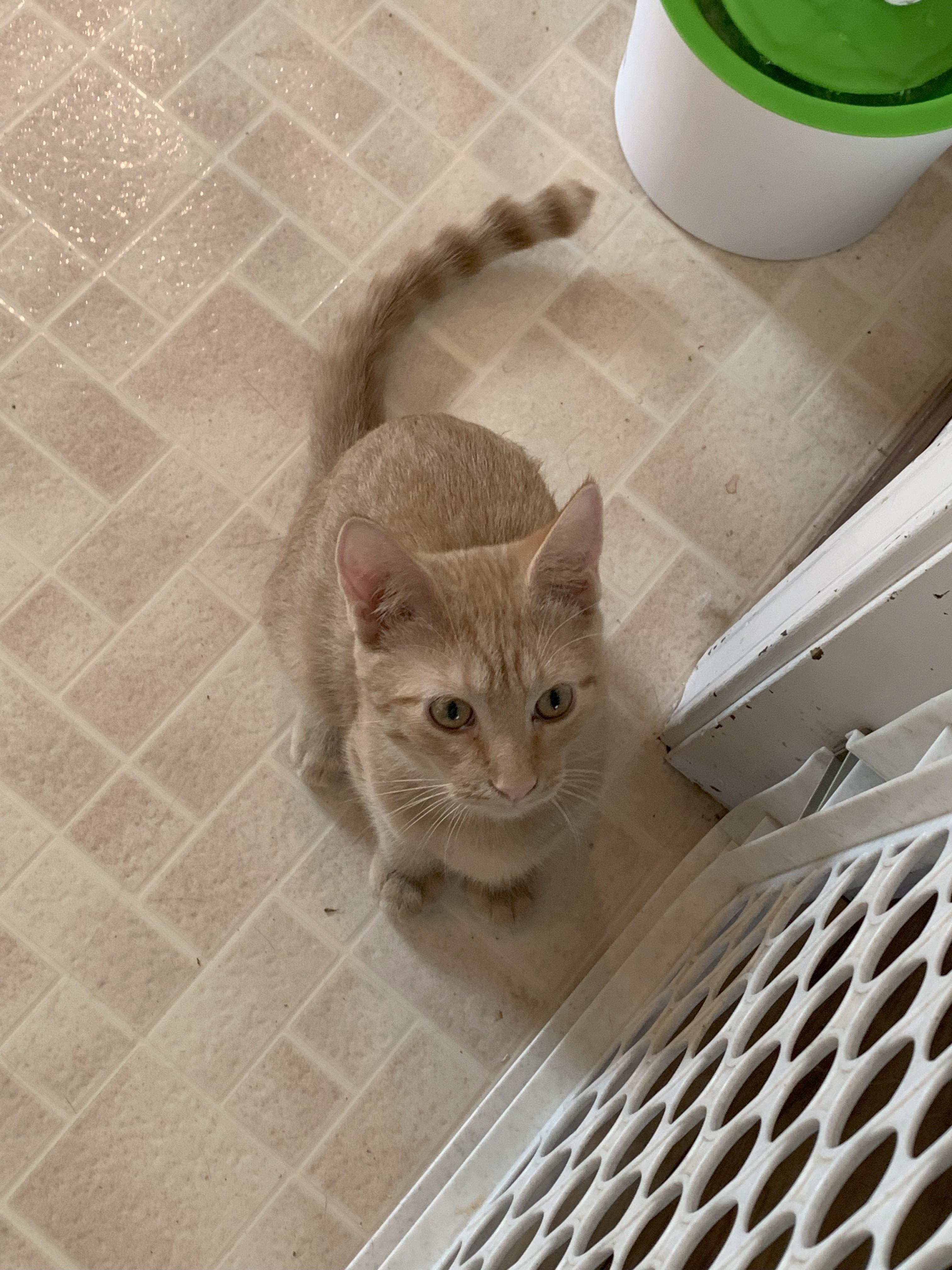 Peaches “The Boy with 2 Back Toes”, a Adoptable Domestic Short Hair in Sedalia, MO image 3/3