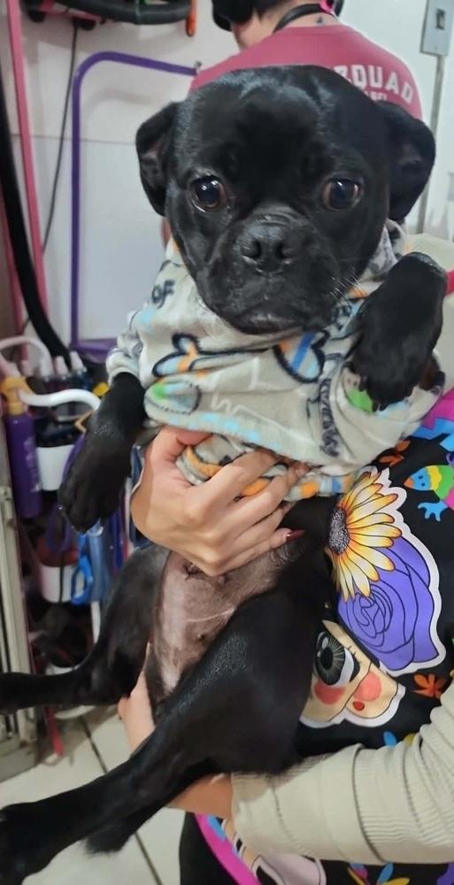 Dianna, Adoptable, Adult Female Pug.