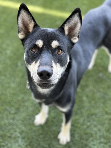 Sir Milkshake, Adoptable, Adult Male Shepherd & Husky.