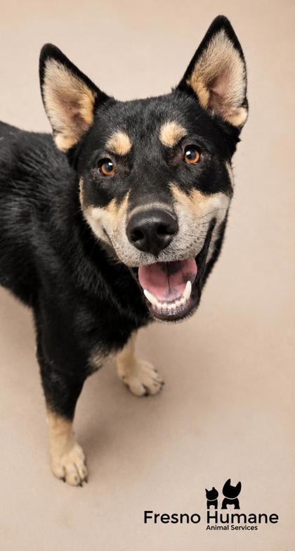 Sir Milkshake, a Adoptable mixed breed in Fresno, CA image 2/2