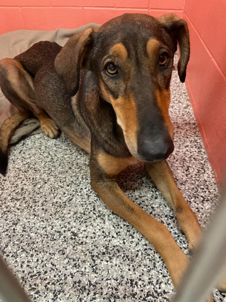 Enlarge Bella, a Adoptable mixed breed in Little Elm, TX image 1/1