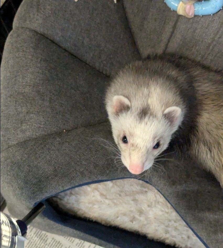 Ferret for adoption FERRET (cc7048), a Ferret in West Orange, NJ