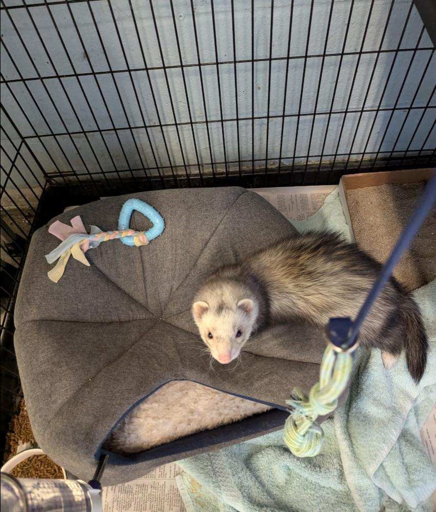 Ferret for adoption FERRET (cc7048), a Ferret in West Orange, NJ