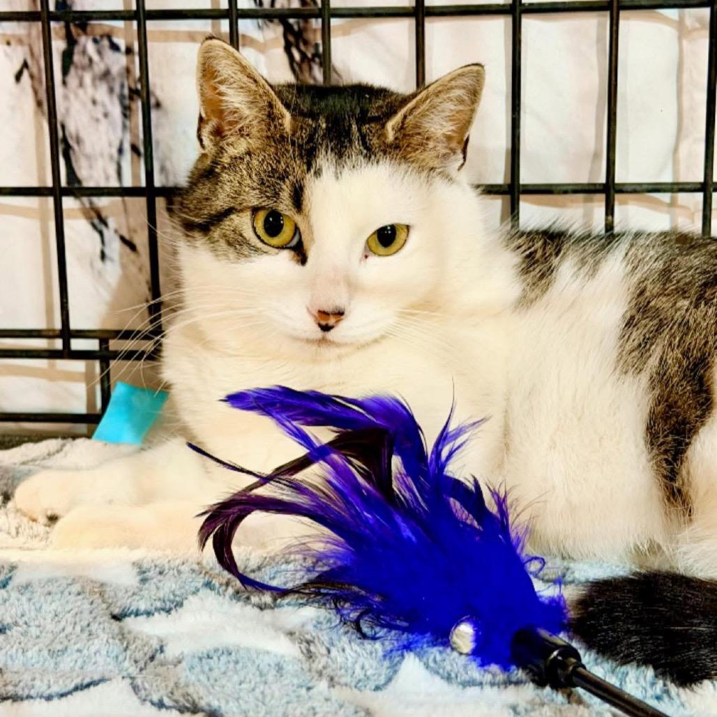 Rue, Adoptable, Young Female Domestic Short Hair.