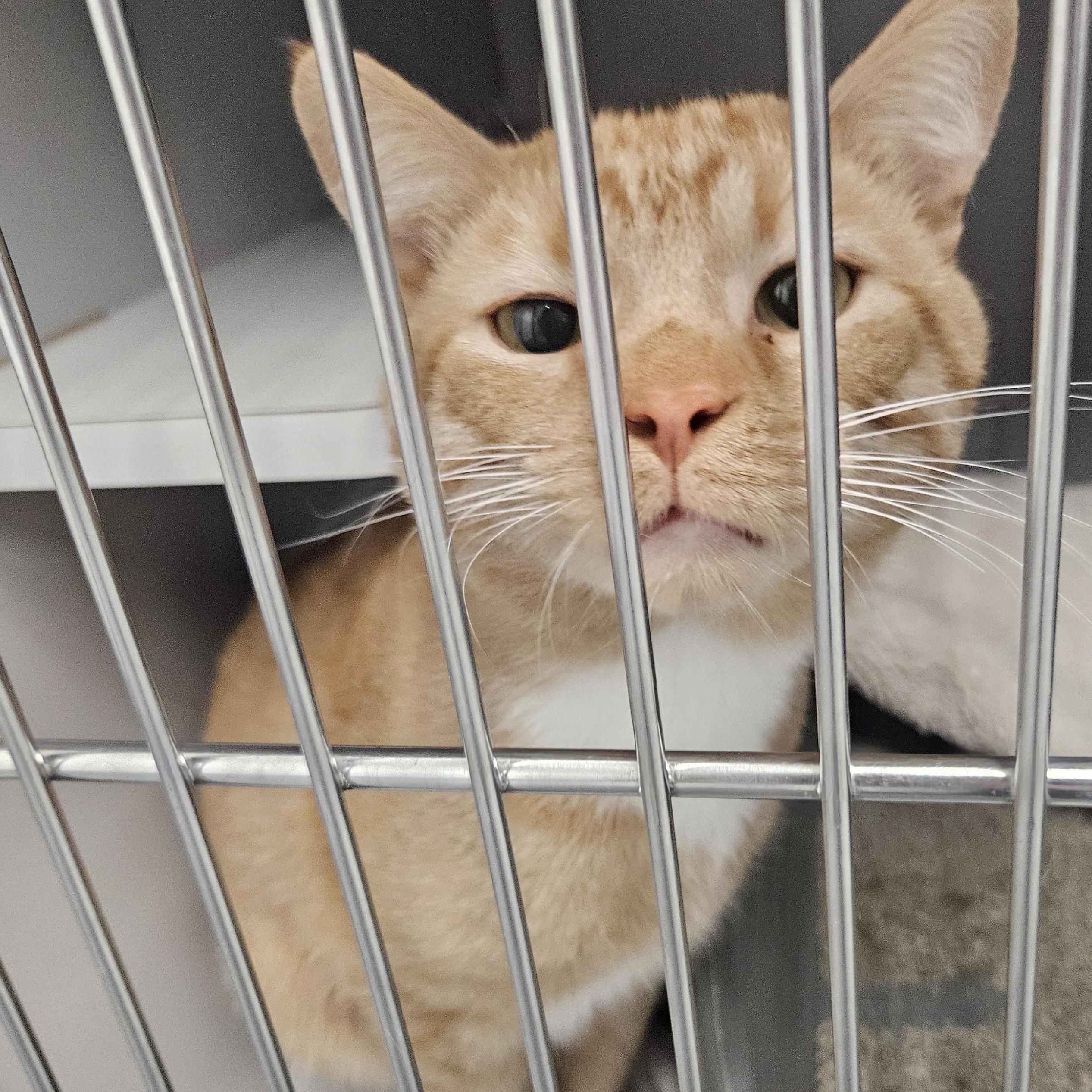 Simba, adopted, Young Male Domestic Short Hair.