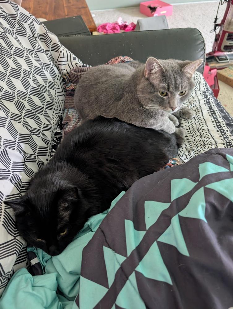 Enlarge Tron  (bonded with Onyx), a Adoptable Tabby in Wendell, NC image 1/5