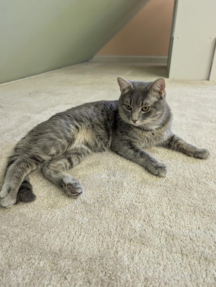 Enlarge Tron  (bonded with Onyx), a Adoptable Tabby in Wendell, NC image 2/5