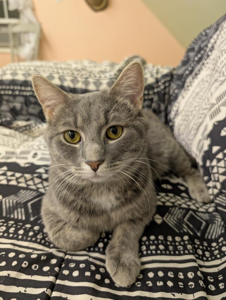 Enlarge Tron  (bonded with Onyx), a Adoptable Tabby in Wendell, NC image 5/5