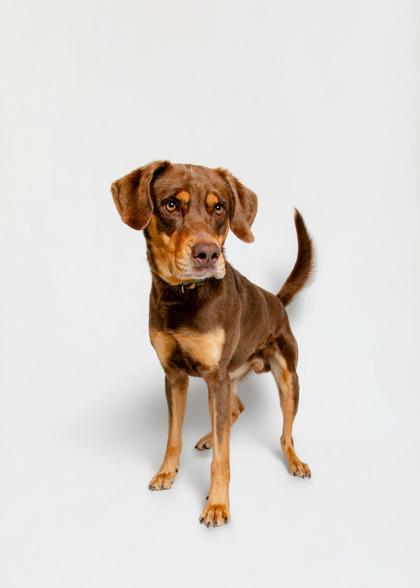 Fort Knox, Adoptable, Adult Male Coonhound & Mixed Breed.