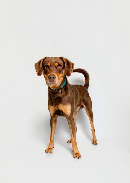 Enlarge Fort Knox, a Adoptable mixed breed in Sevierville, TN image 2/3