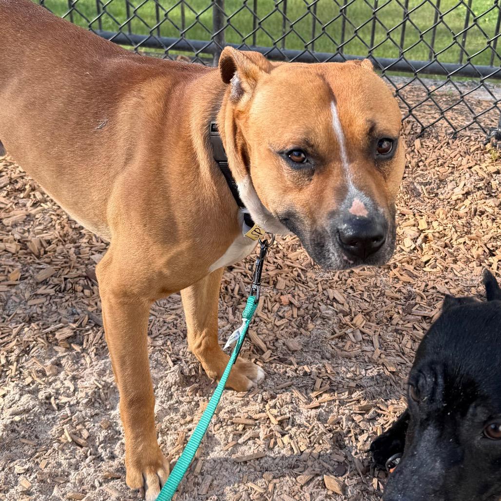 Enlarge Spike, a Adoptable Mixed Breed in Jacksonville, FL image 1/2