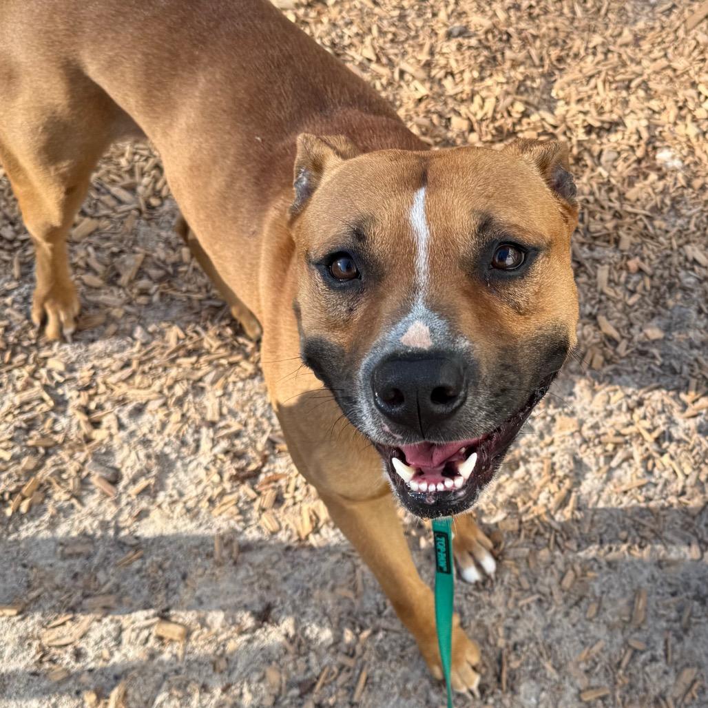 Enlarge Spike, a Adoptable Mixed Breed in Jacksonville, FL image 2/2