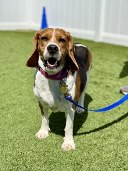 Pretzel, an adopted Beagle in Downers Grove, IL image 2/3