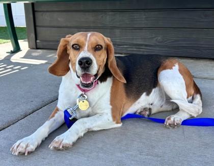 Pretzel, adopted, Adult Female Beagle.
