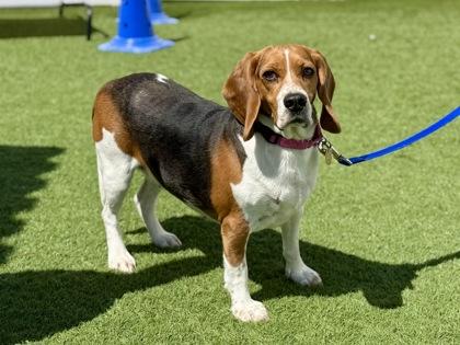 Pretzel, an adopted Beagle in Downers Grove, IL image 3/3