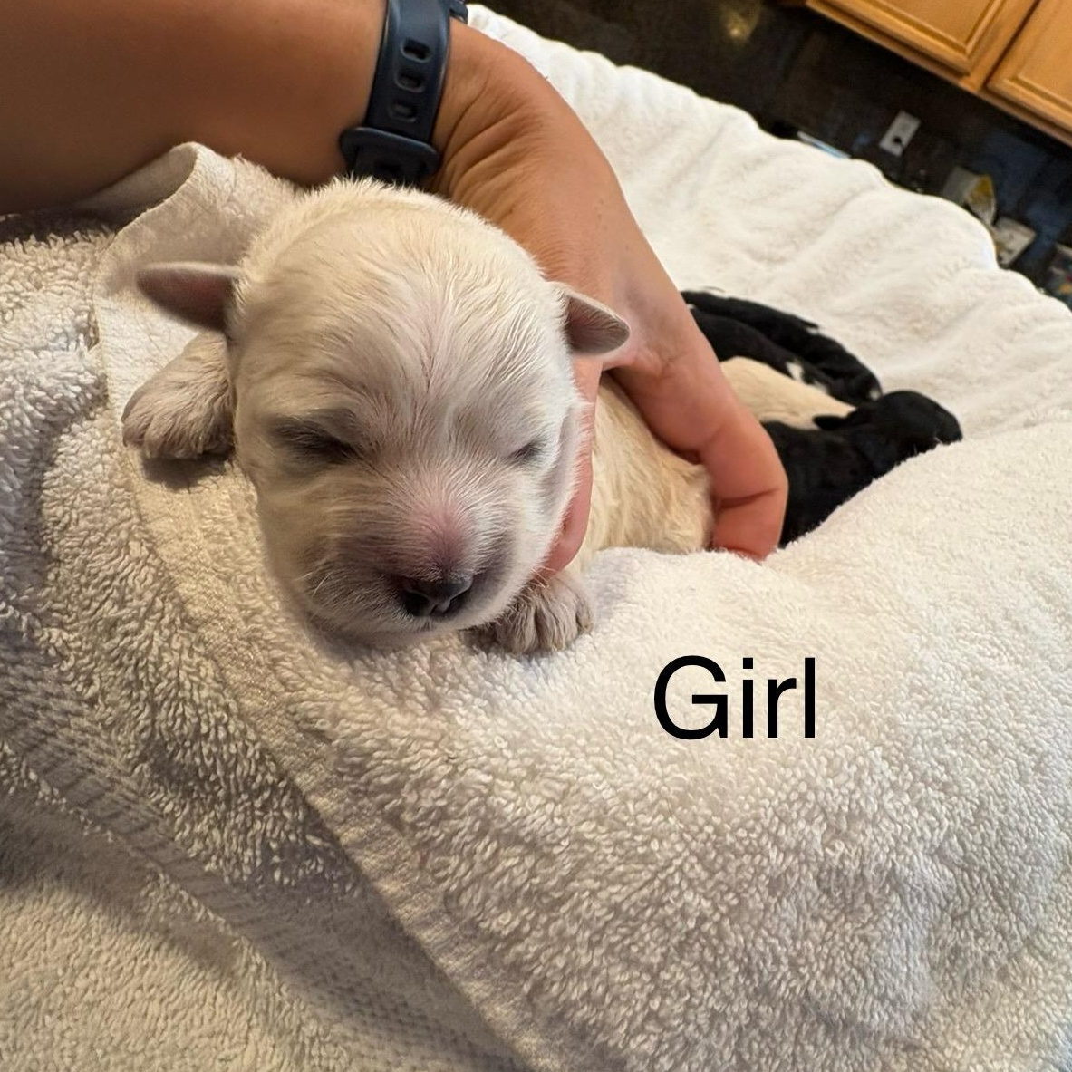 coconut -- Please see description/ criteria