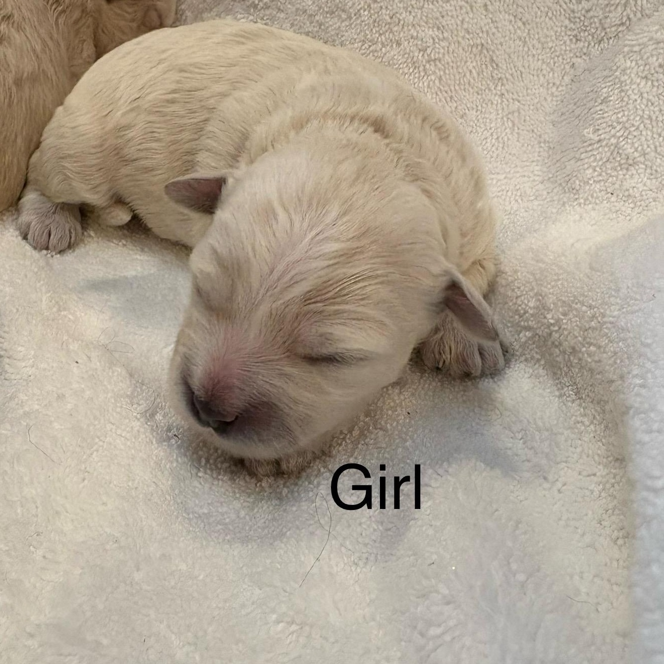 coconut -- Please see description/ criteria