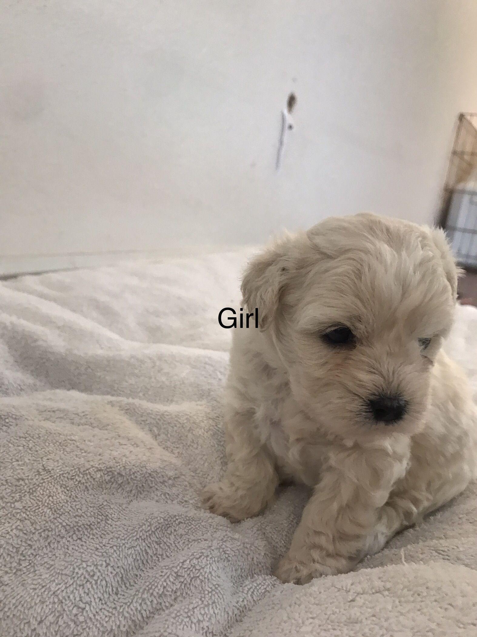 coconut -- Please see description/ criteria