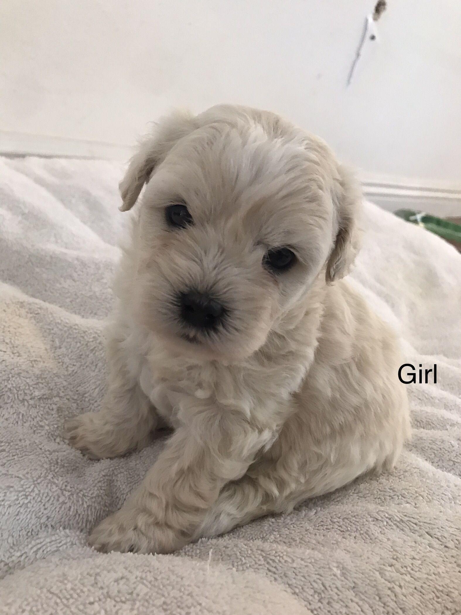 coconut -- Please see description/ criteria