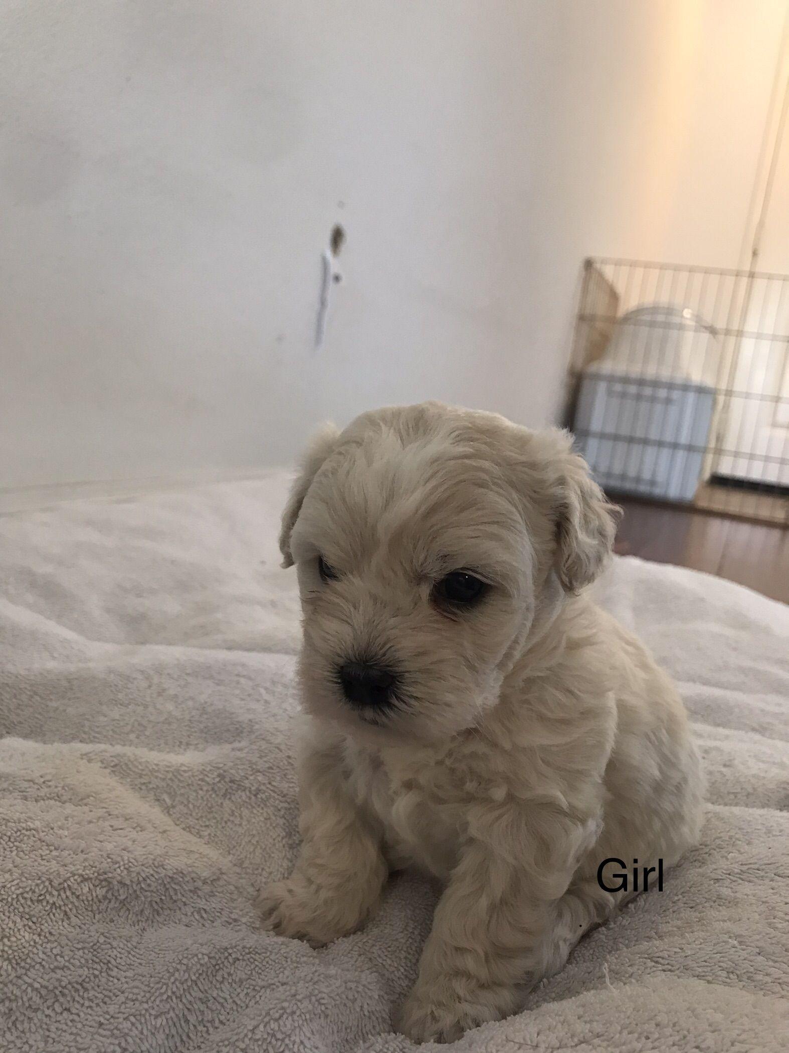 coconut -- Please see description/ criteria