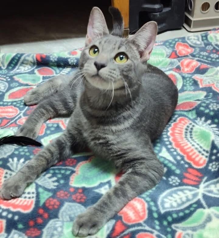 Enlarge Popcorn, a Adoptable Domestic Short Hair in Yuma, AZ image 1/1