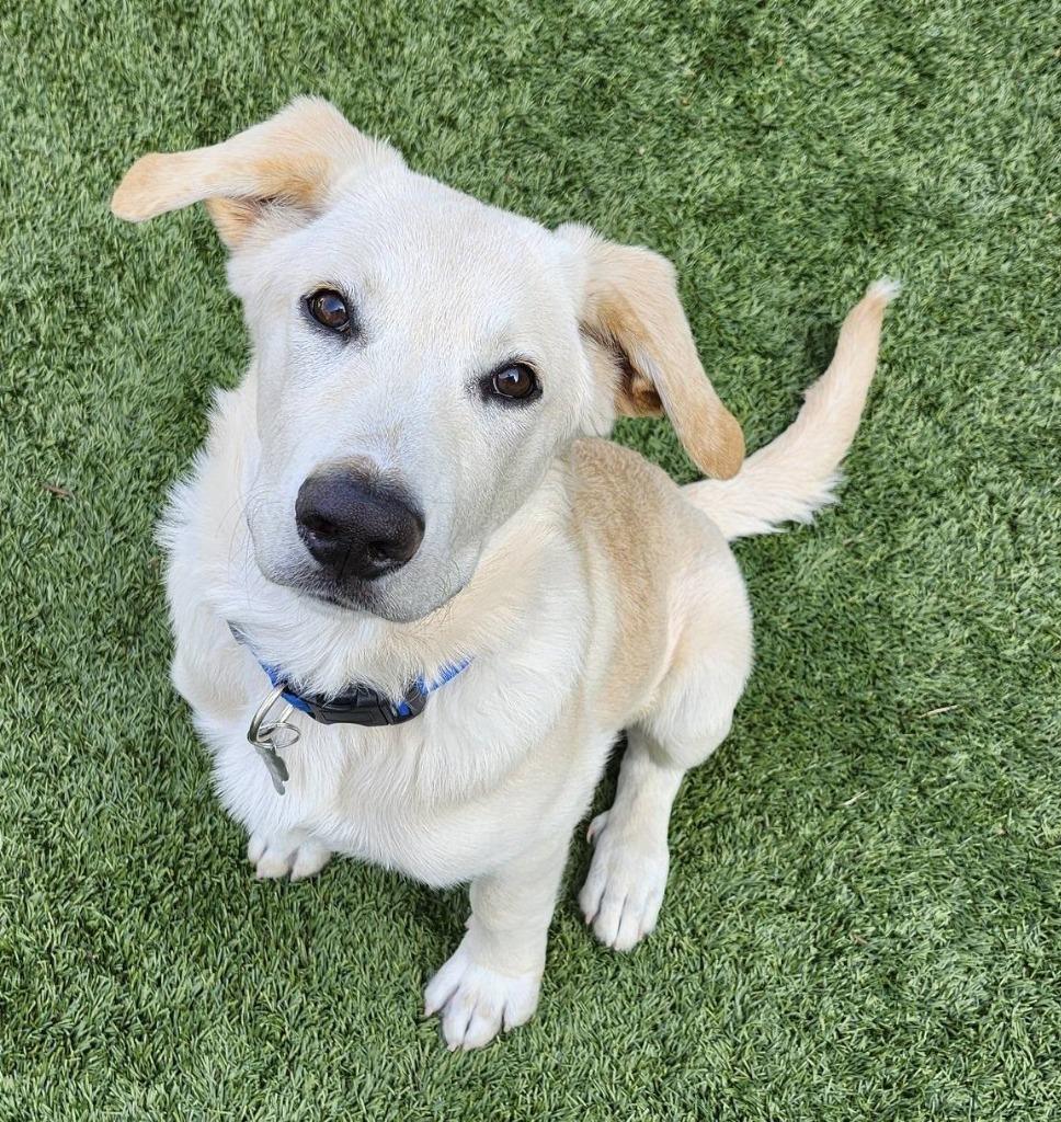Enlarge Oliver, a Adopted mixed breed in Manhattan Beach, CA image 1/1