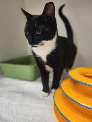 Mittens, Adoptable, Adult Female Domestic Short Hair & Domestic Short Hair.
