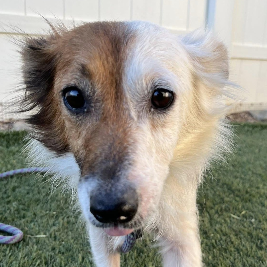 Enlarge Shelby, an adopted mixed breed in Agua Dulce, CA image 1/2